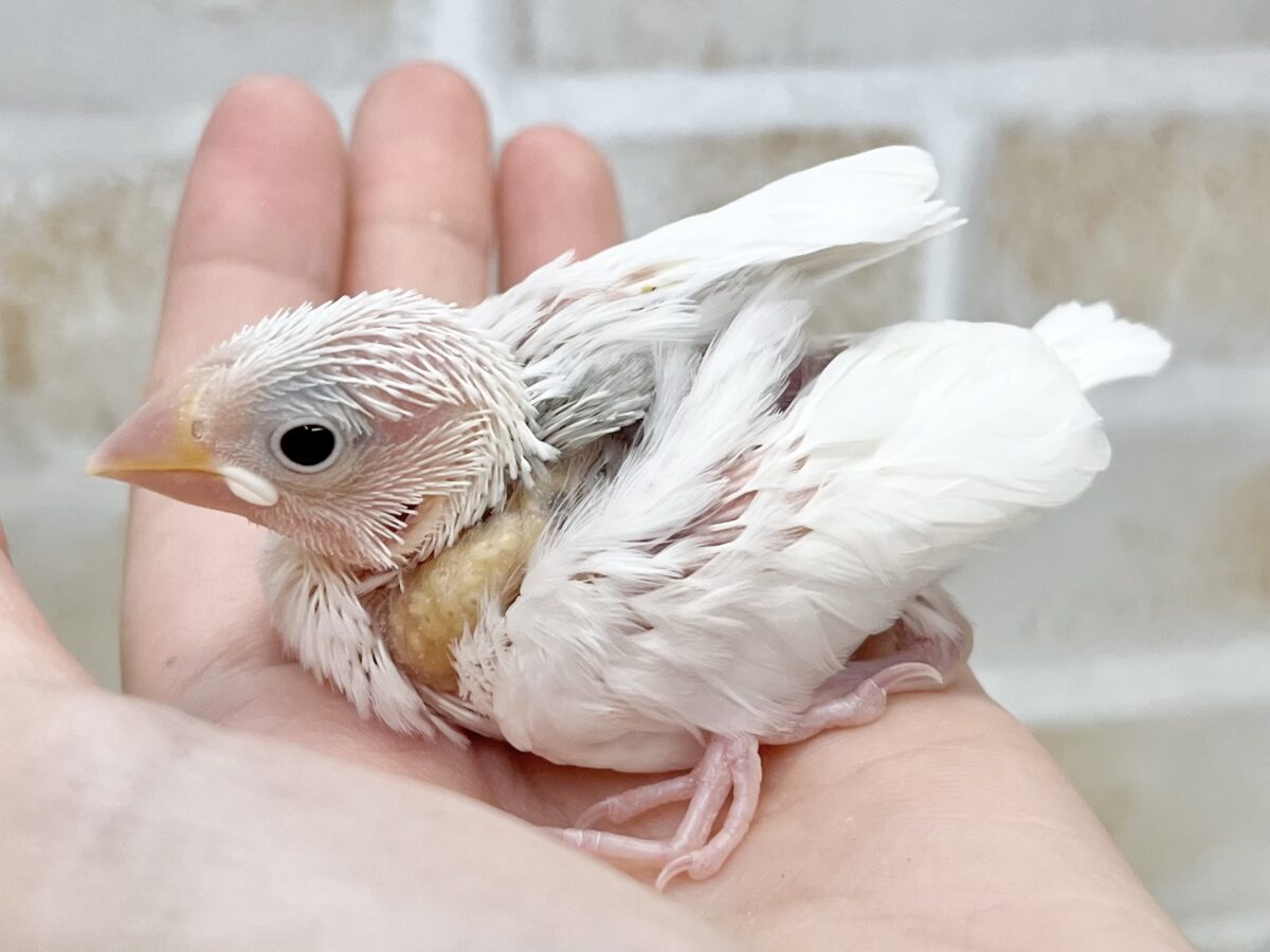 白文鳥