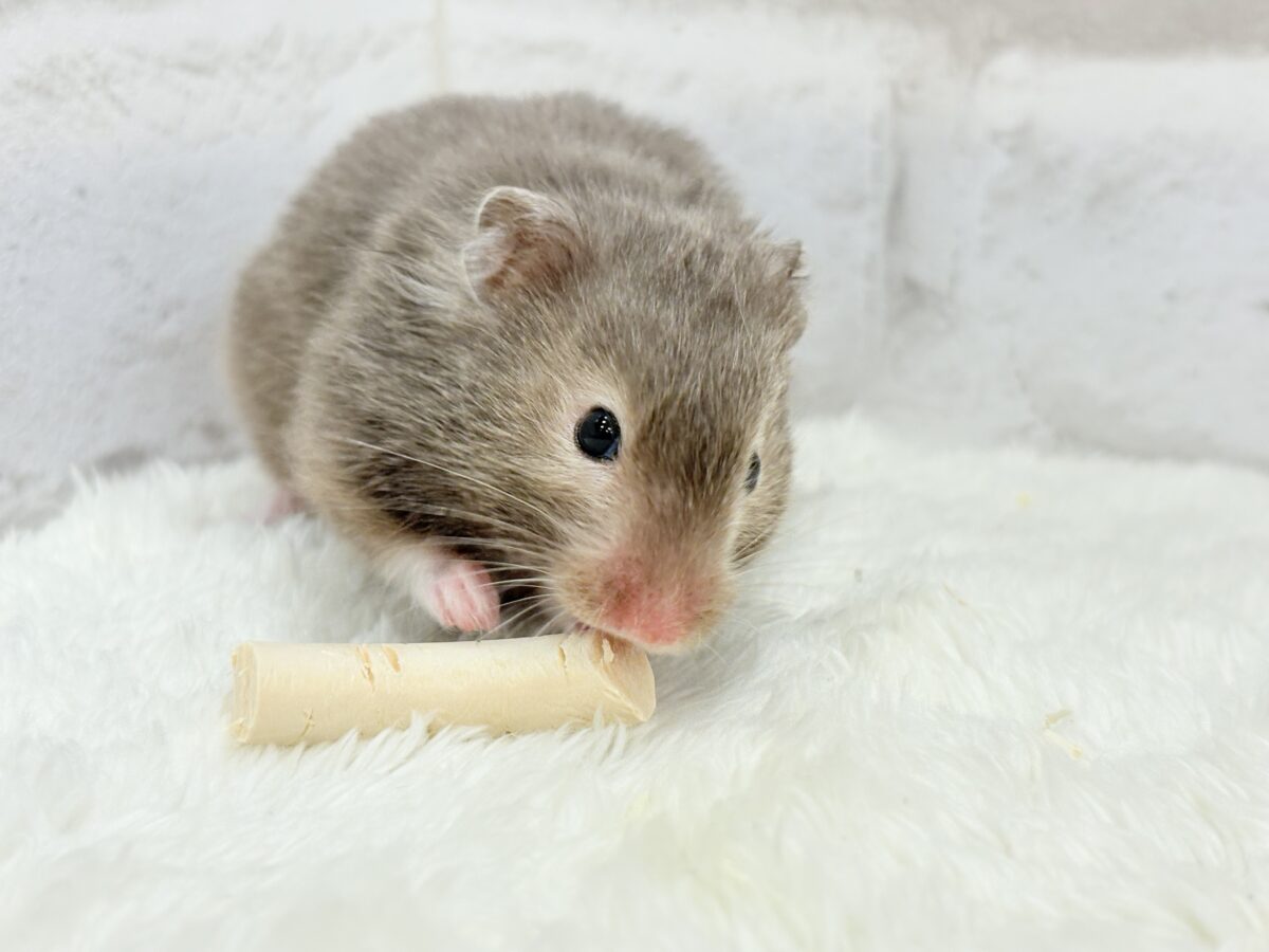 ゴールデンハムスター