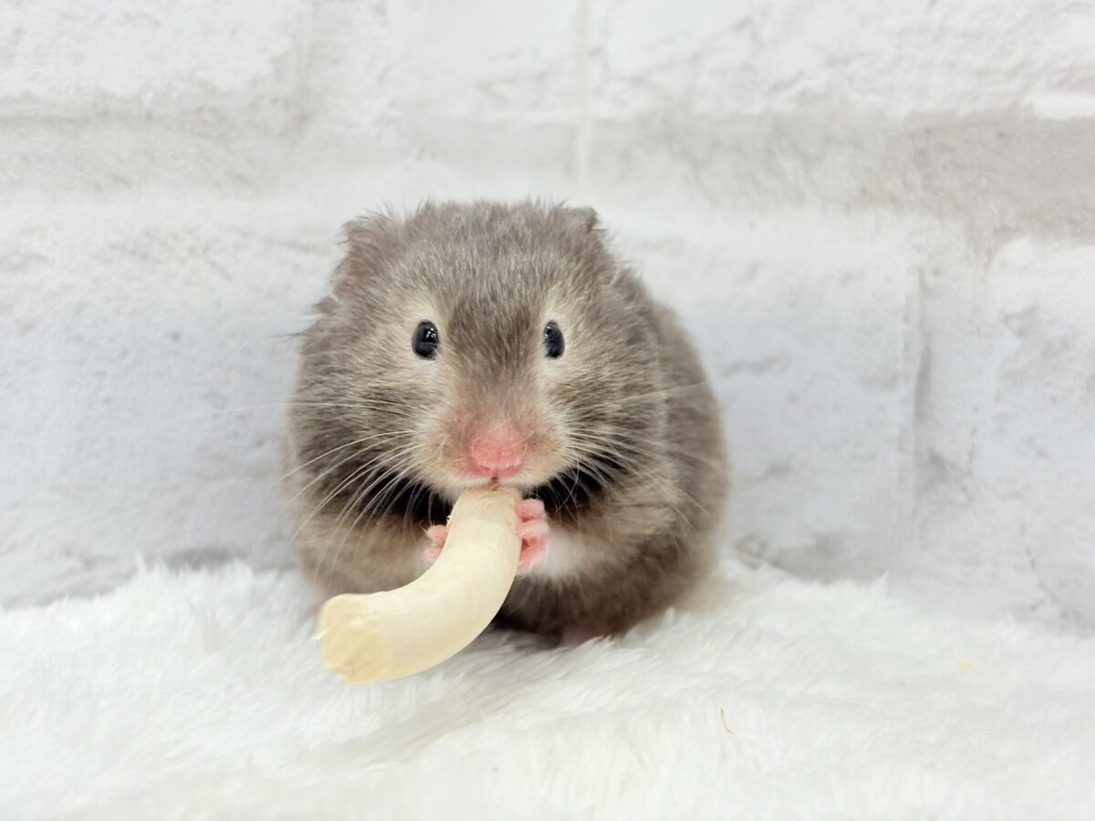 ゴールデンハムスター