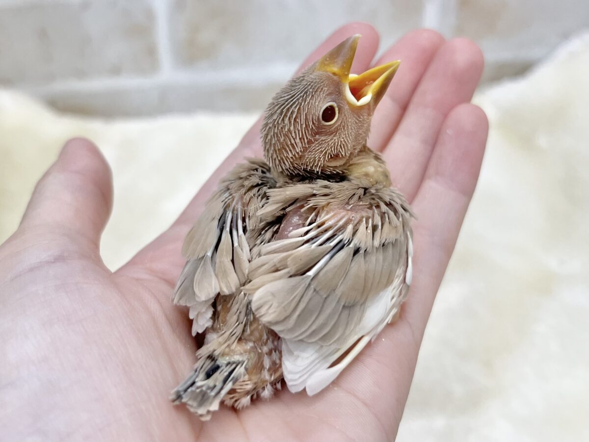 ミルクたっぷりチョコレート🍫💕 シナモン文鳥 シナモン文鳥