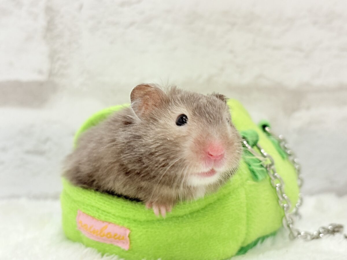 ゴールデンハムスター