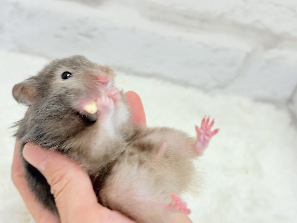 ゴールデンハムスター