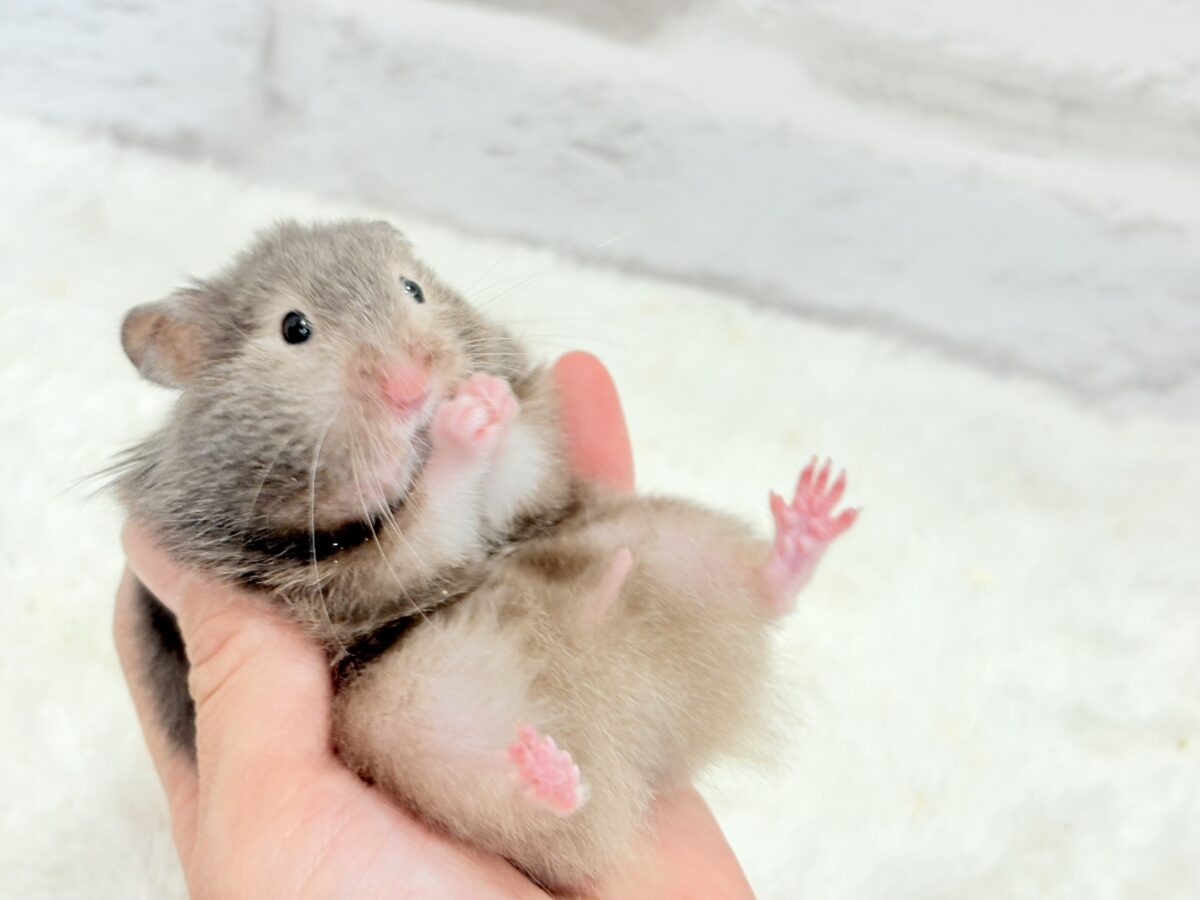 ゴールデンハムスター