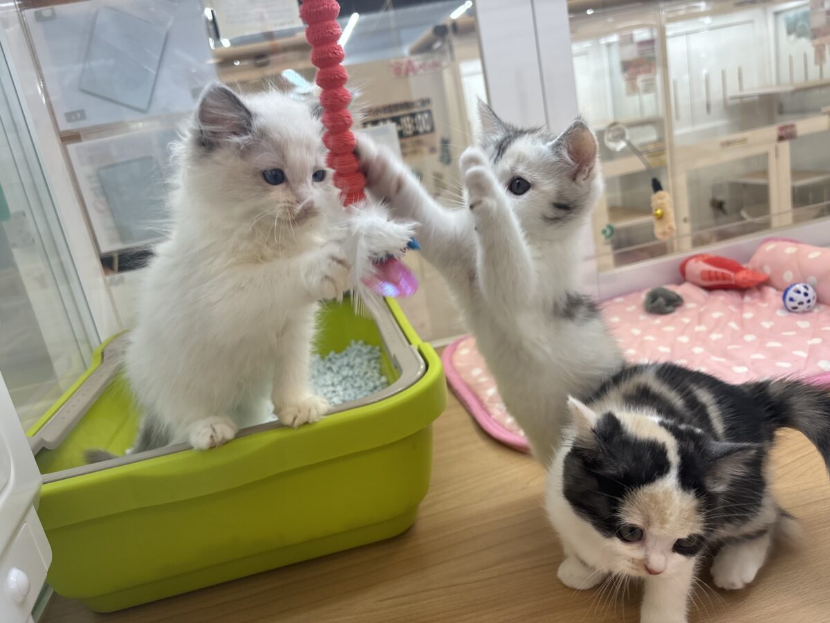 ミックス猫