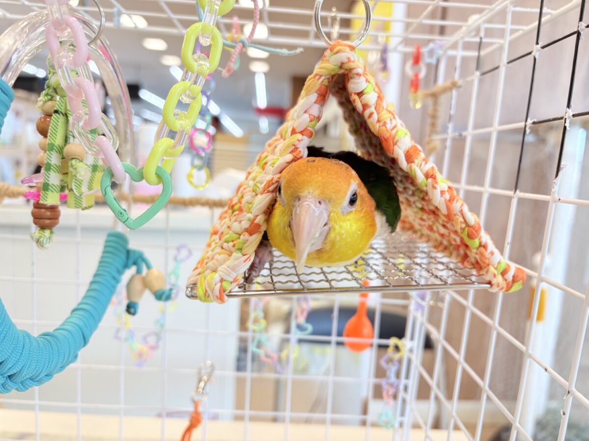 シロハラインコ