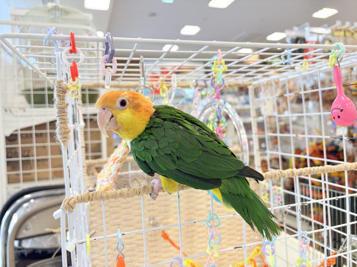 シロハラインコ