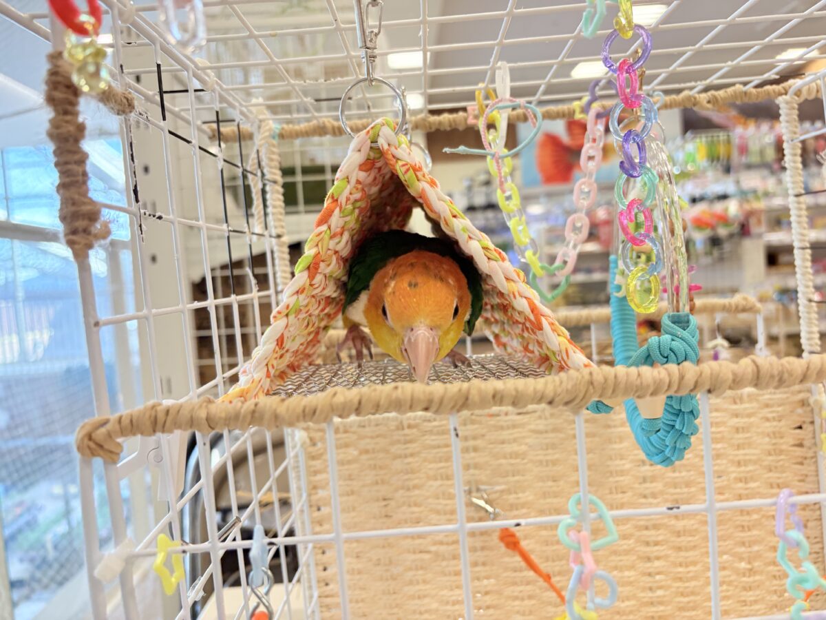 シロハラインコ