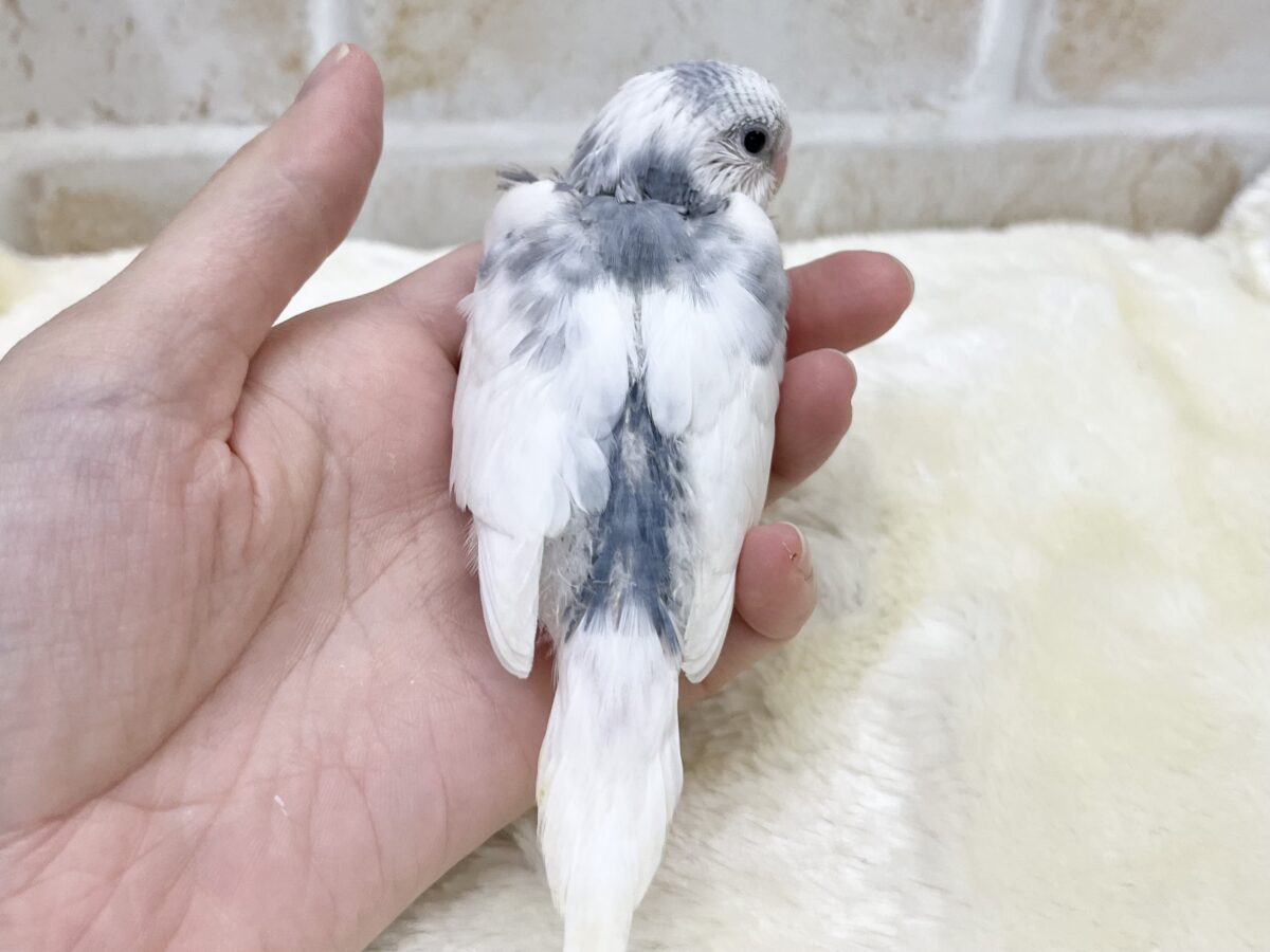 シックなレアカラー🩶✨ セキセイインコ(モーブパイド) セキセイインコ