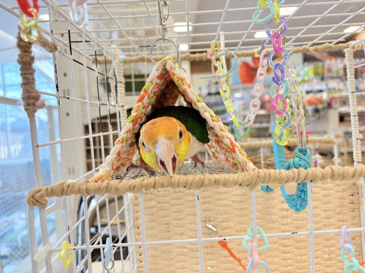 シロハラインコ