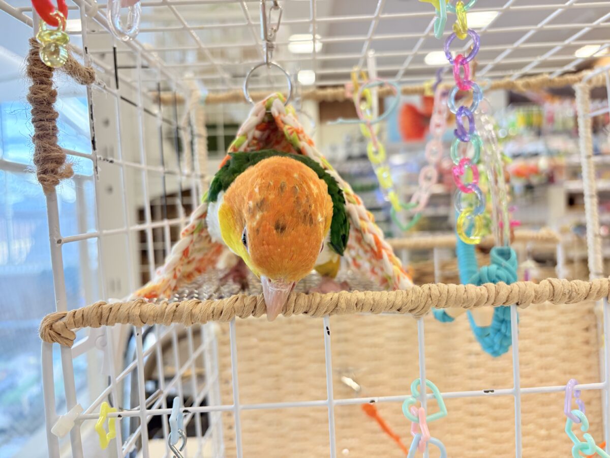 シロハラインコ