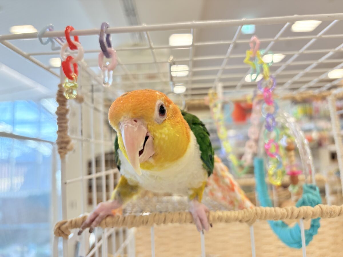 【最新画像更新🪄ひとり餌になりました☆】アピール女王🐥🍊🧡シロハラインコ(女の子) シロハラインコ
