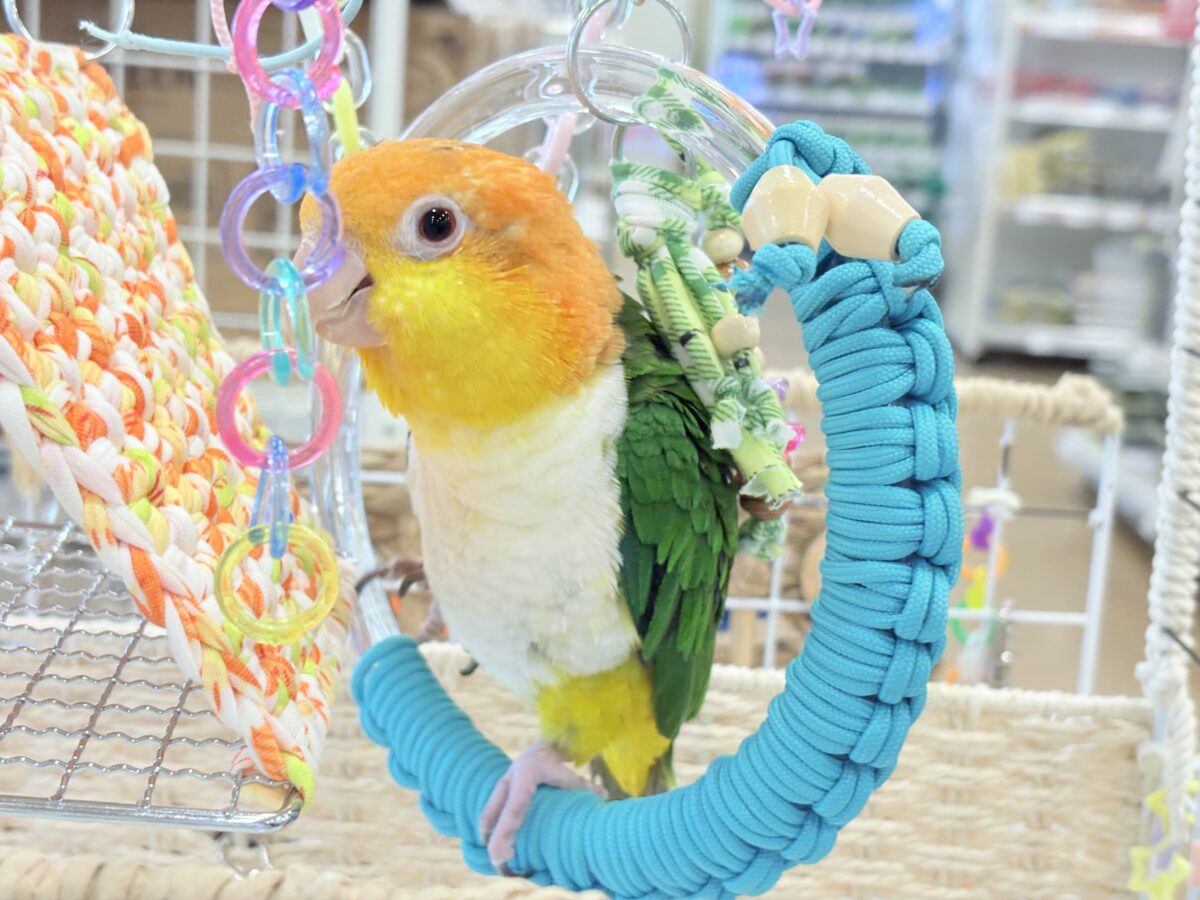【最新画像更新🪄ひとり餌になりました☆】アピール女王🐥🍊🧡シロハラインコ(女の子) シロハラインコ