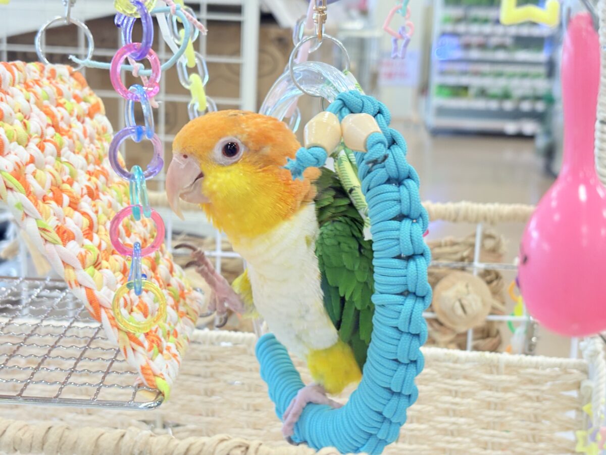 シロハラインコ