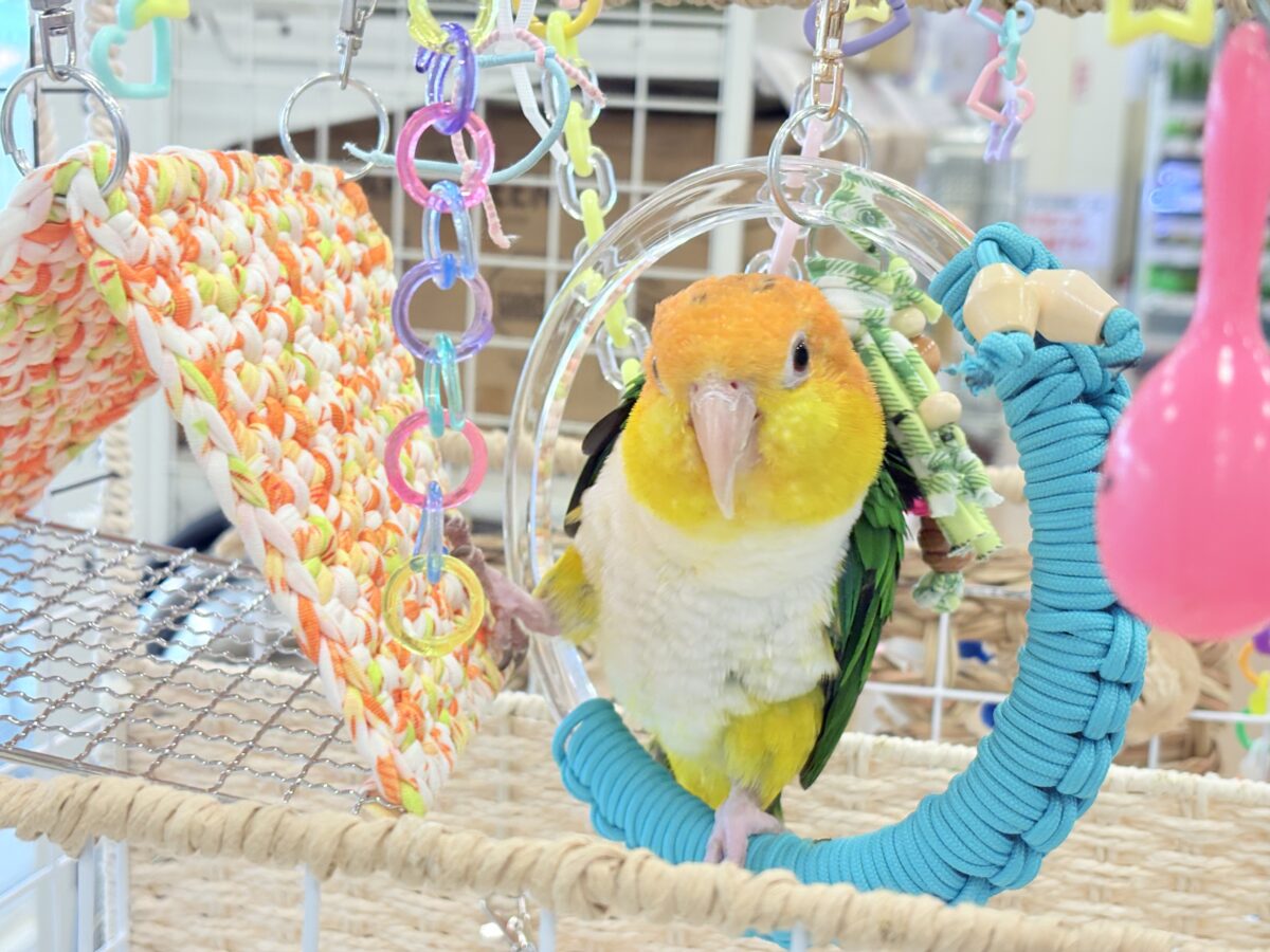 【最新画像更新🪄ひとり餌になりました☆】アピール女王🐥🍊🧡シロハラインコ(女の子) シロハラインコ