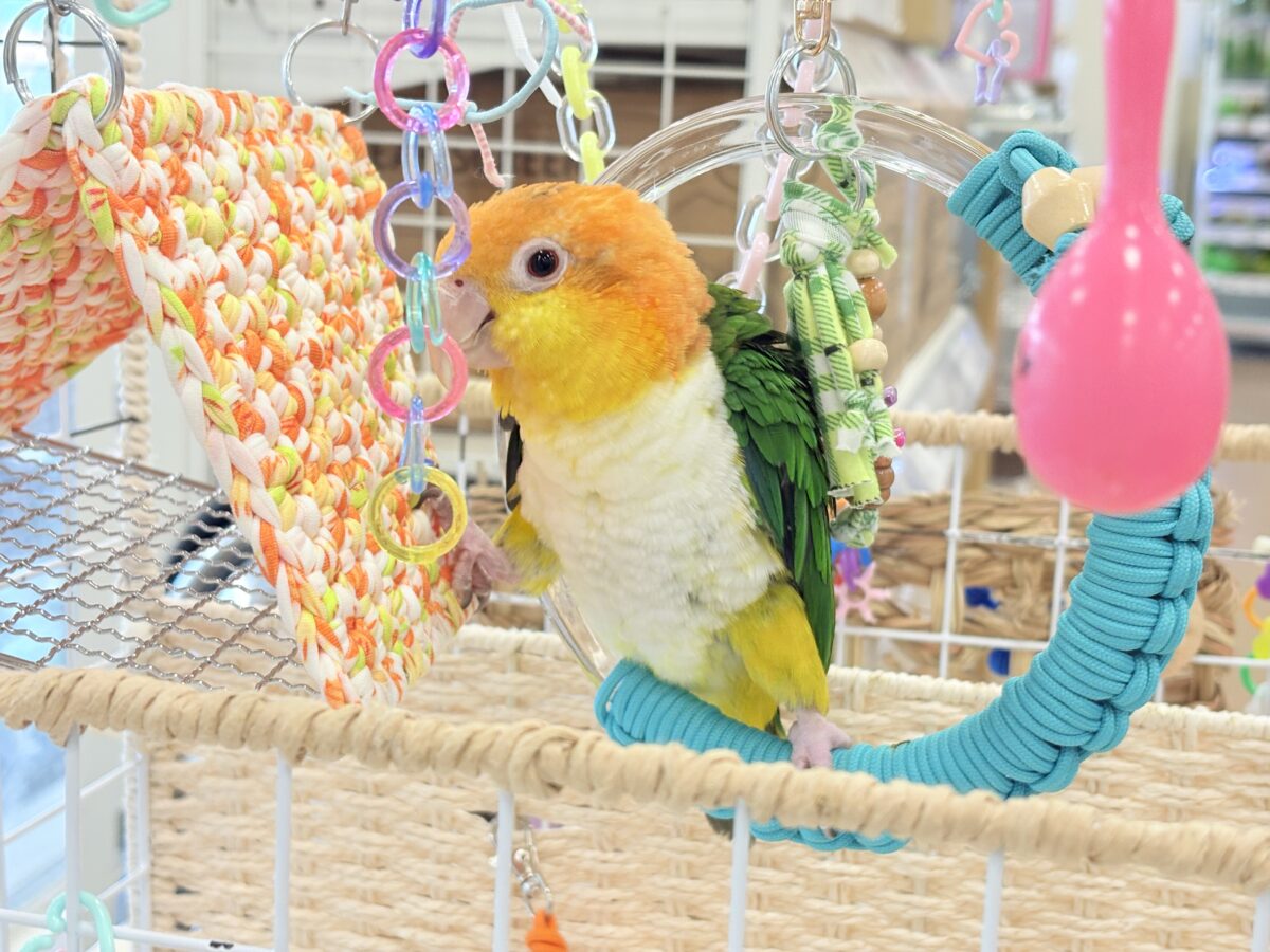 シロハラインコ