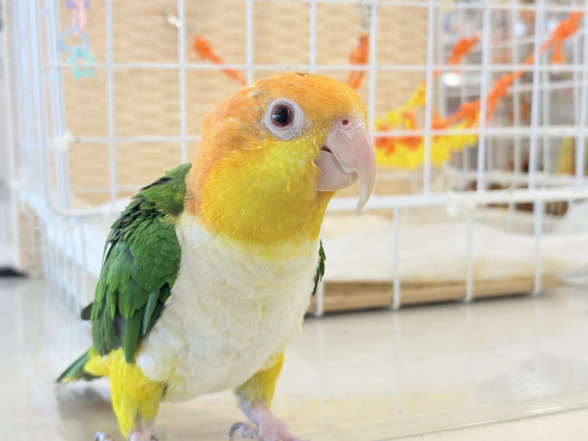 シロハラインコ