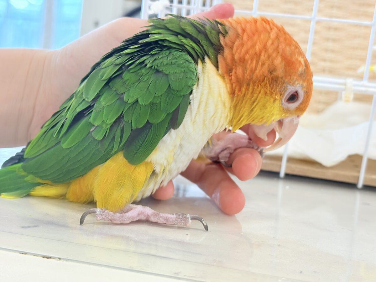 シロハラインコ