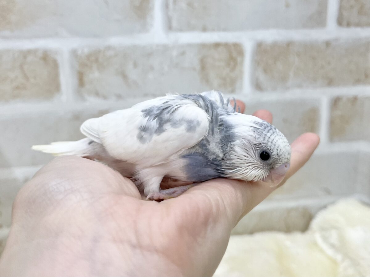 シックなレアカラー🩶✨ セキセイインコ(モーブパイド) セキセイインコ