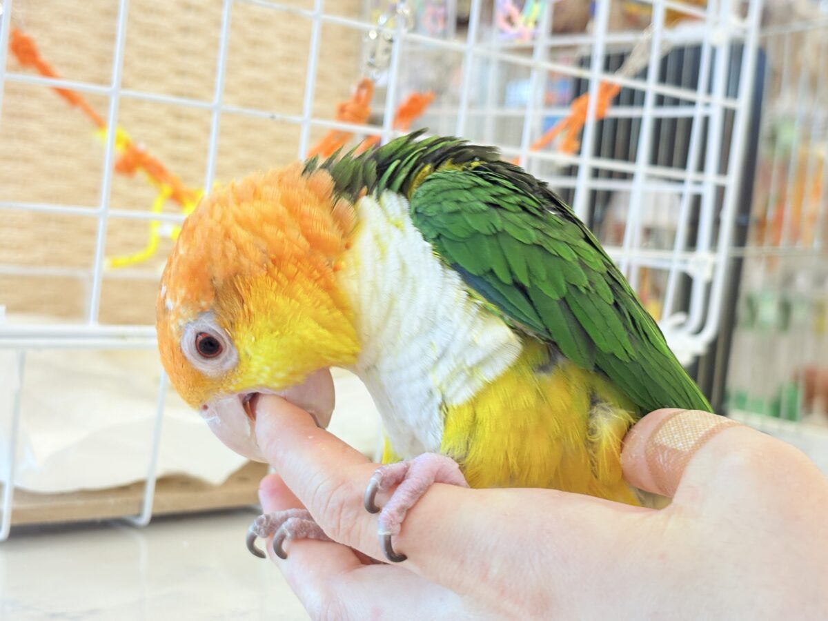 シロハラインコ
