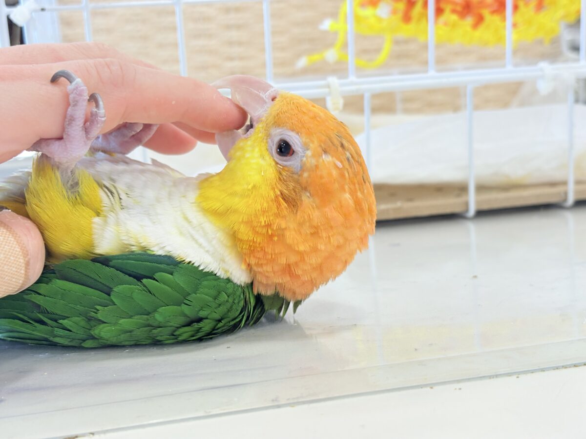 【最新画像更新🪄ひとり餌になりました☆】アピール女王🐥🍊🧡シロハラインコ(女の子) シロハラインコ