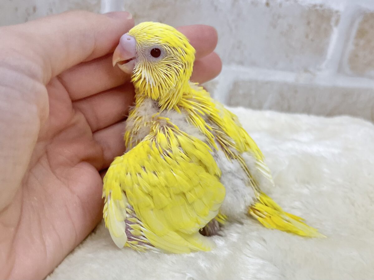 ピカっとひまわり🌻🌟 セキセイインコ(ルチノー②) セキセイインコ