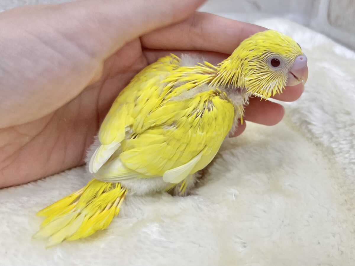 ピカっとひまわり🌻🌟 セキセイインコ(ルチノー②) セキセイインコ