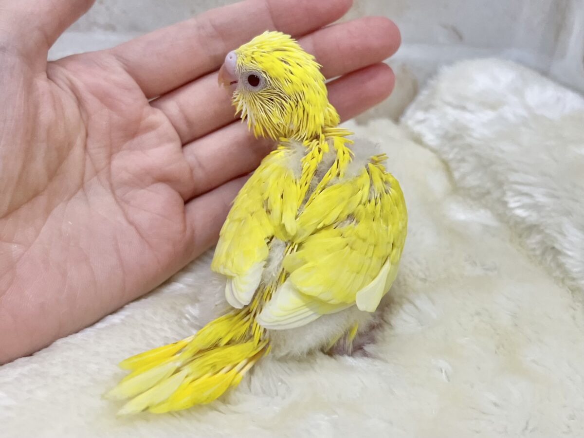 ピカっとひまわり🌻🌟 セキセイインコ(ルチノー②) セキセイインコ