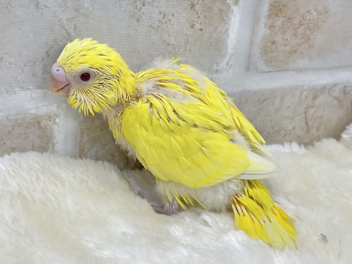 ピカっとひまわり🌻🌟 セキセイインコ(ルチノー②) セキセイインコ