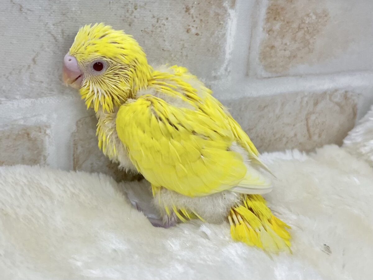 ピカっとひまわり🌻🌟 セキセイインコ(ルチノー②) セキセイインコ