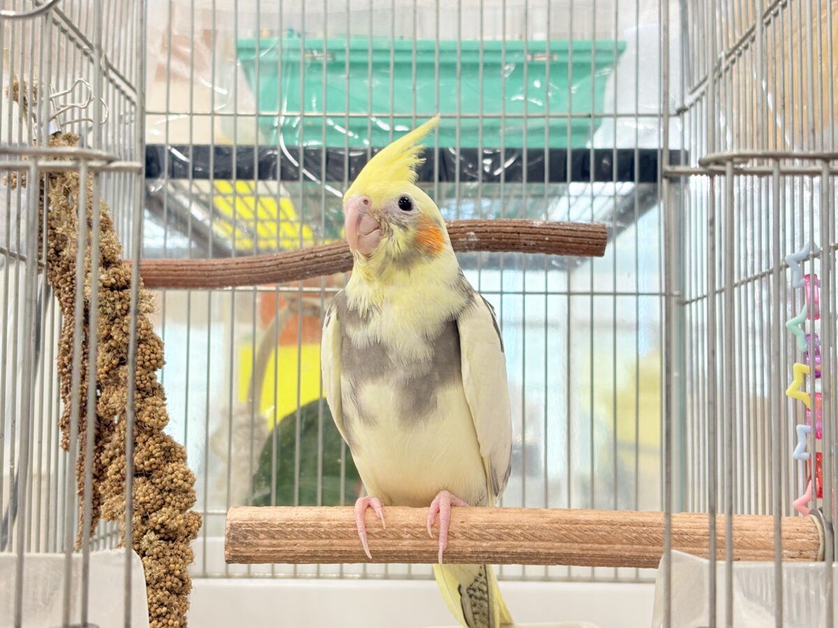 【最新画像更新🪄】優しいお顔のオカメちゃん♬*°オカメインコ(パイド) ヒナ オカメインコ