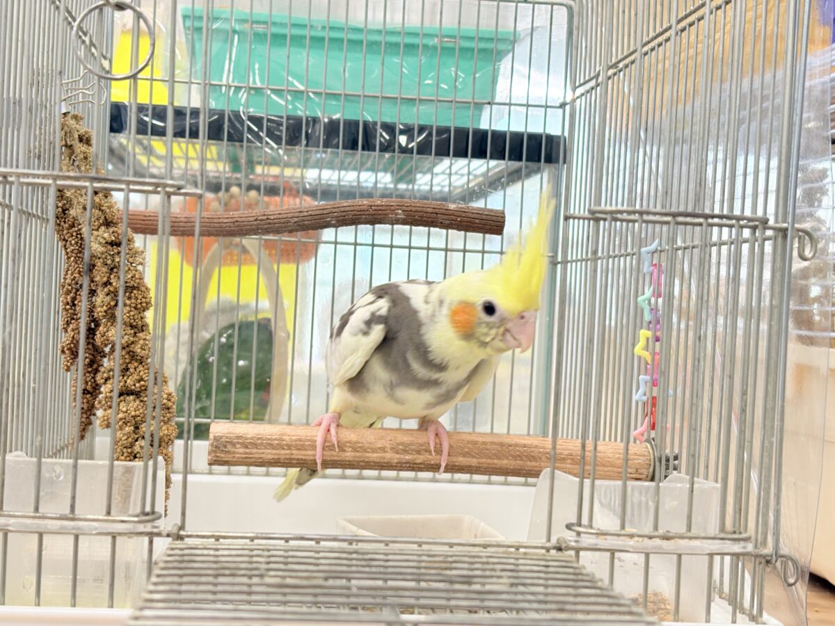 【最新画像更新🪄】優しいお顔のオカメちゃん♬*°オカメインコ(パイド) ヒナ オカメインコ