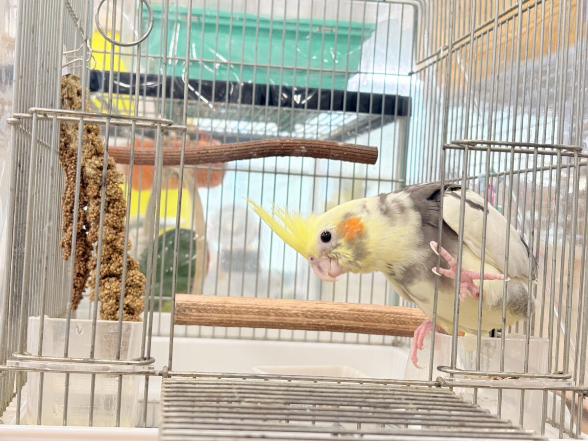 【最新画像更新🪄】優しいお顔のオカメちゃん♬*°オカメインコ(パイド) ヒナ オカメインコ