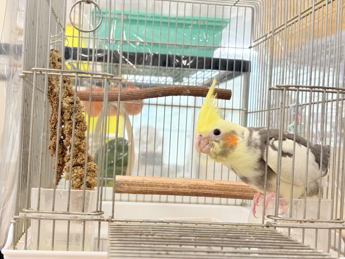 【最新画像更新🪄】優しいお顔のオカメちゃん♬*°オカメインコ(パイド) ヒナ オカメインコ