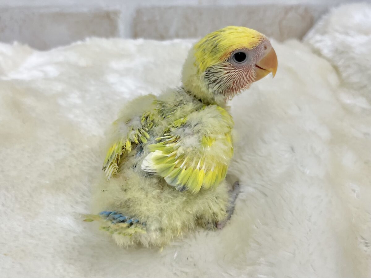 【🆙最新画像あり‼️】カラフルに成長します🐯🍒✨ コザクラインコ(タイガーチェリー) コザクラインコ(小桜インコ)