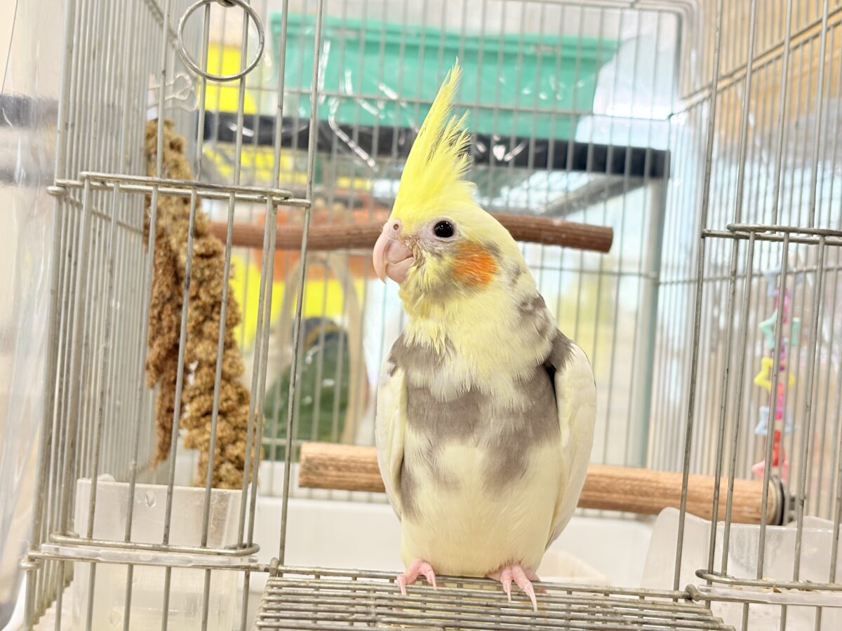 【最新画像更新🪄】優しいお顔のオカメちゃん♬*°オカメインコ(パイド) ヒナ オカメインコ