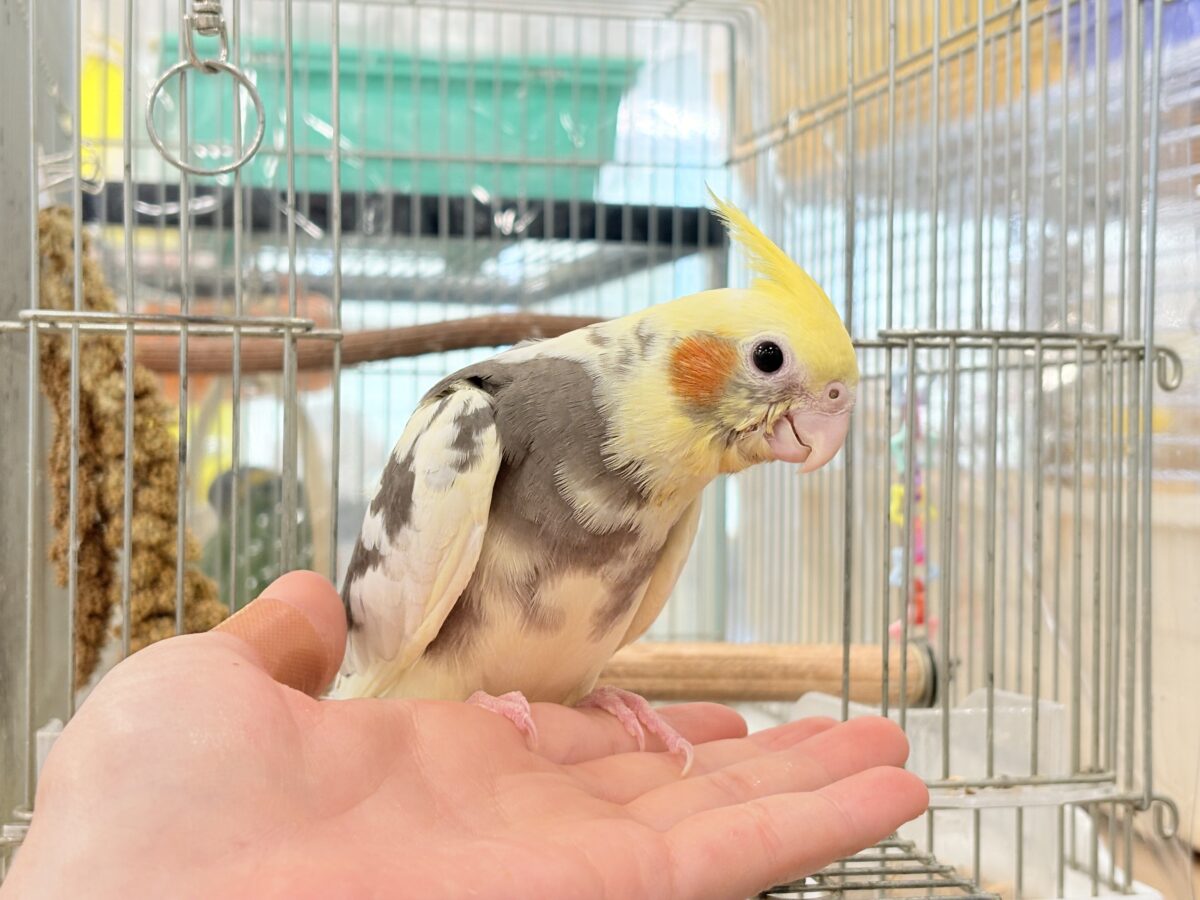 【最新画像更新🪄】優しいお顔のオカメちゃん♬*°オカメインコ(パイド) ヒナ オカメインコ