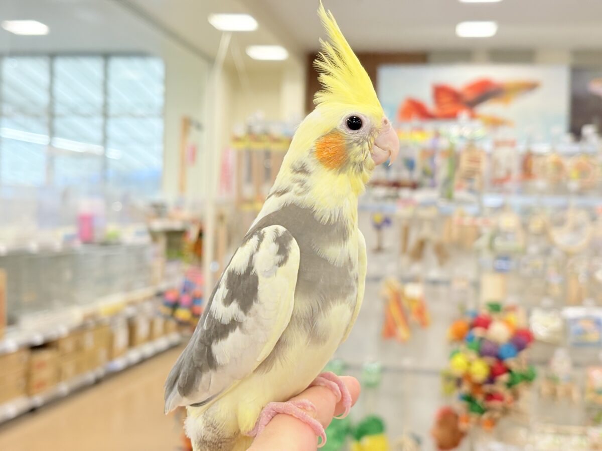 オカメインコ