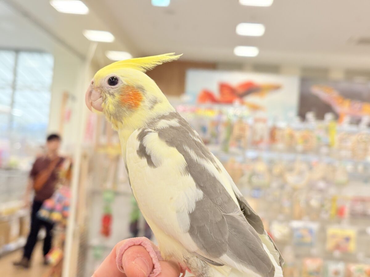 オカメインコ