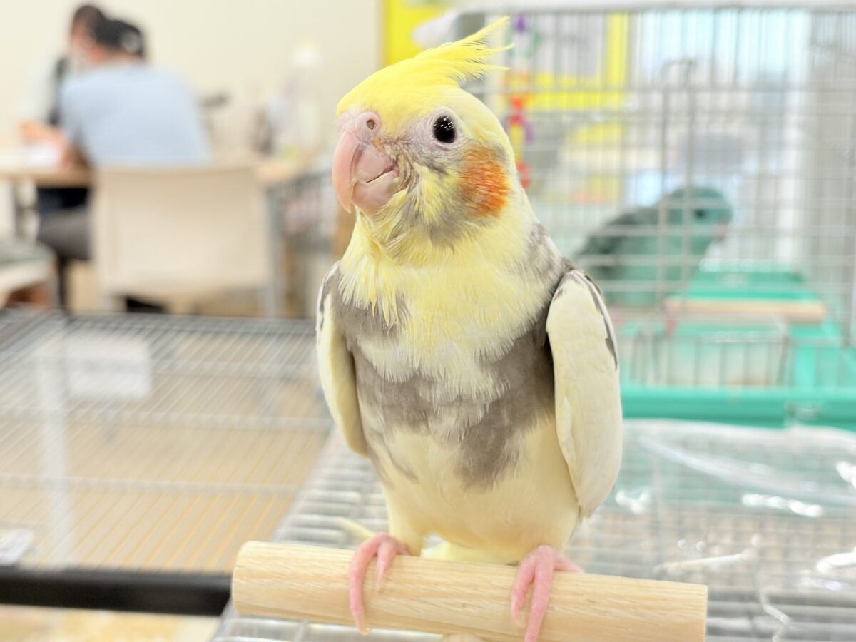 【最新画像更新🪄】優しいお顔のオカメちゃん♬*°オカメインコ(パイド) ヒナ オカメインコ