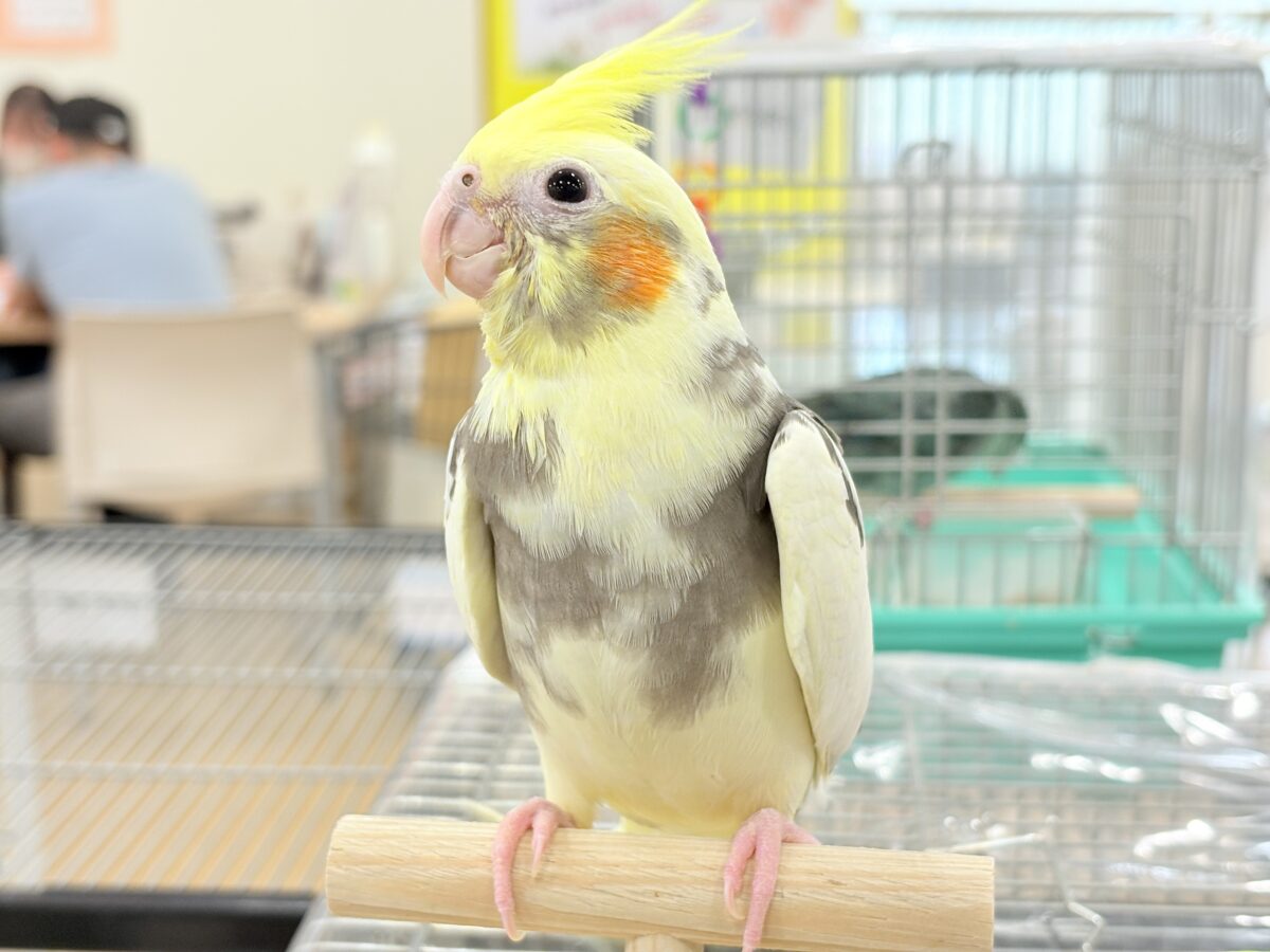 【最新画像更新🪄】優しいお顔のオカメちゃん♬*°オカメインコ(パイド) ヒナ オカメインコ