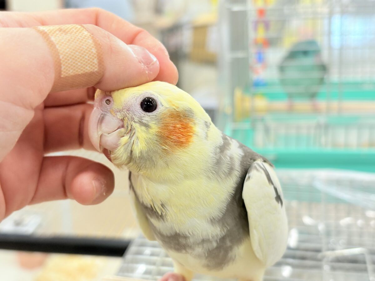 オカメインコ
