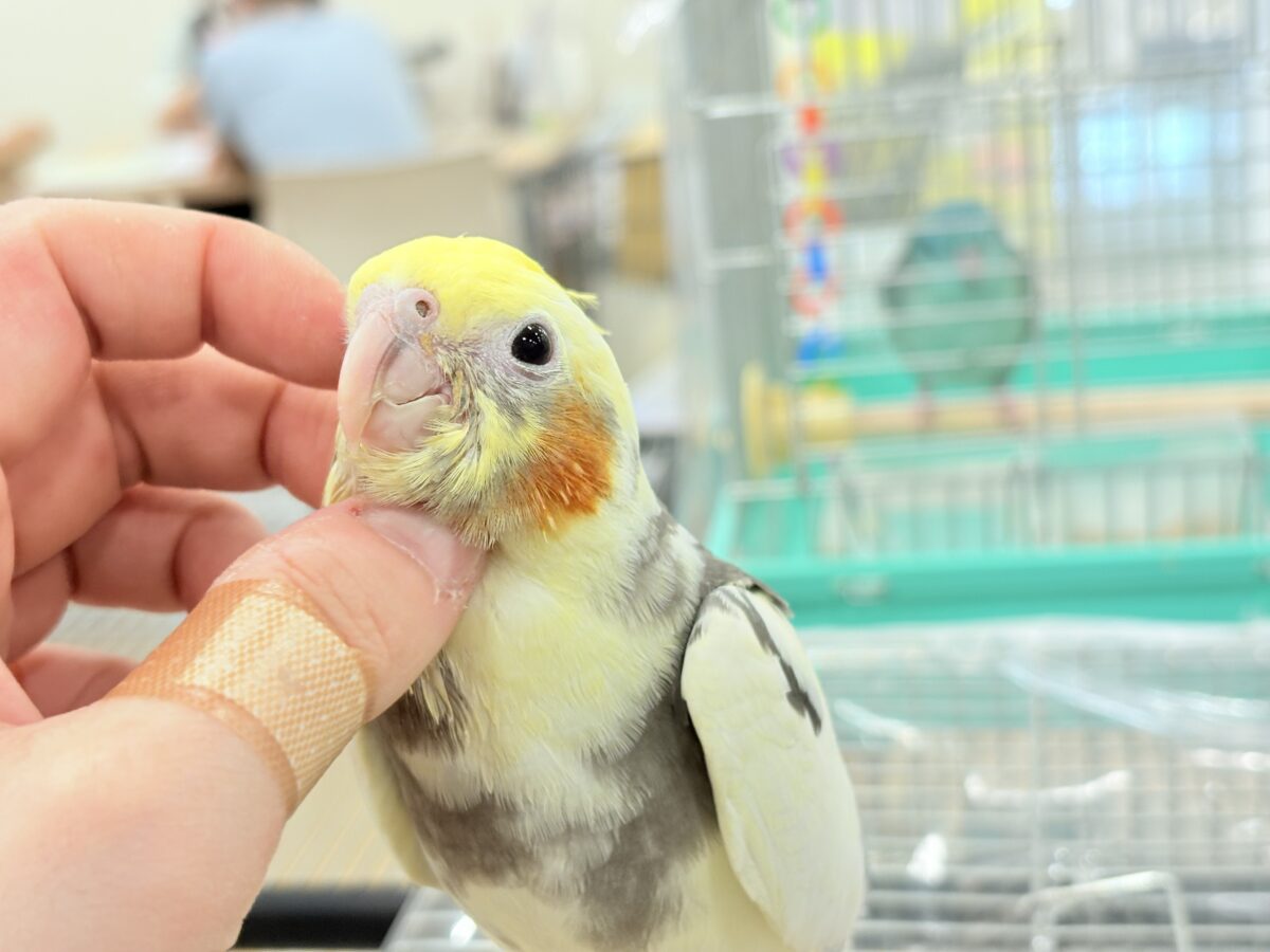 オカメインコ