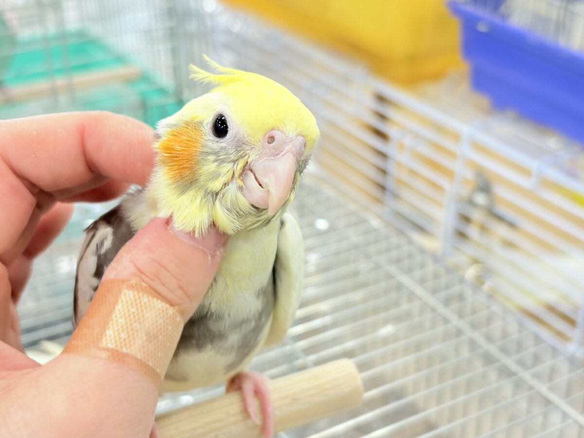 オカメインコ