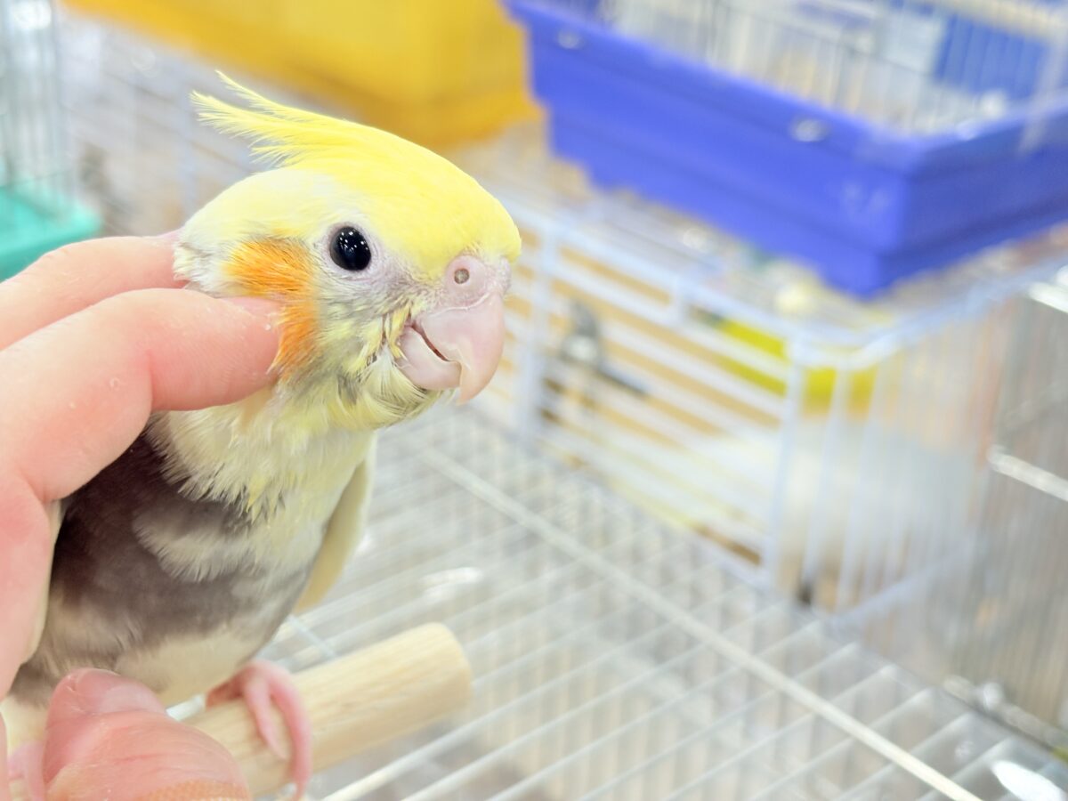 オカメインコ