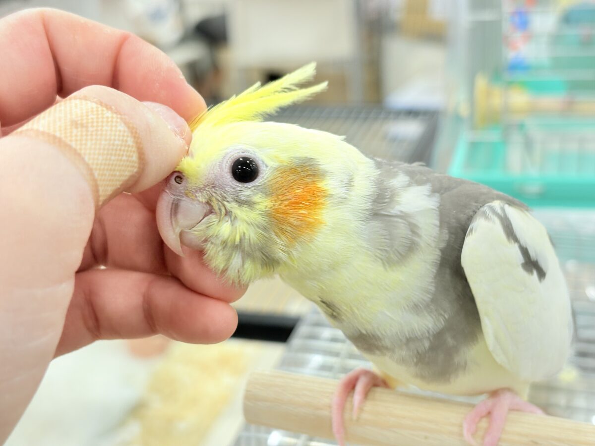 【最新画像更新🪄】優しいお顔のオカメちゃん♬*°オカメインコ(パイド) ヒナ オカメインコ
