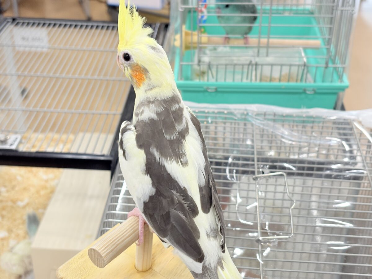 オカメインコ