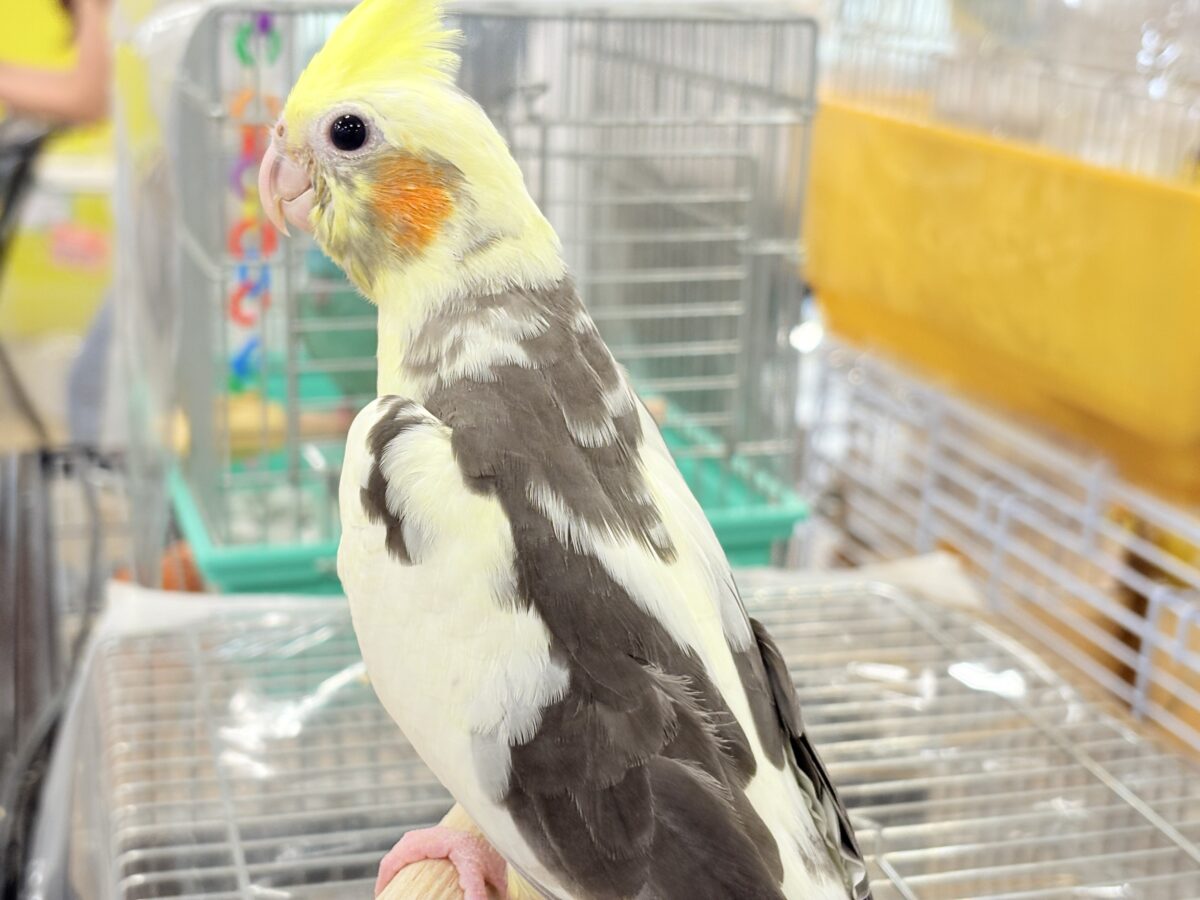 オカメインコ