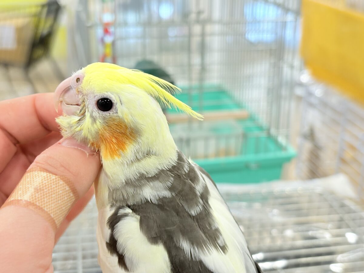 オカメインコ
