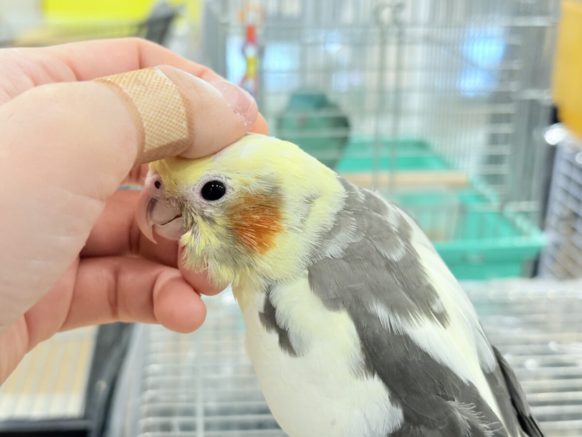 【最新画像更新🪄】優しいお顔のオカメちゃん♬*°オカメインコ(パイド) ヒナ オカメインコ