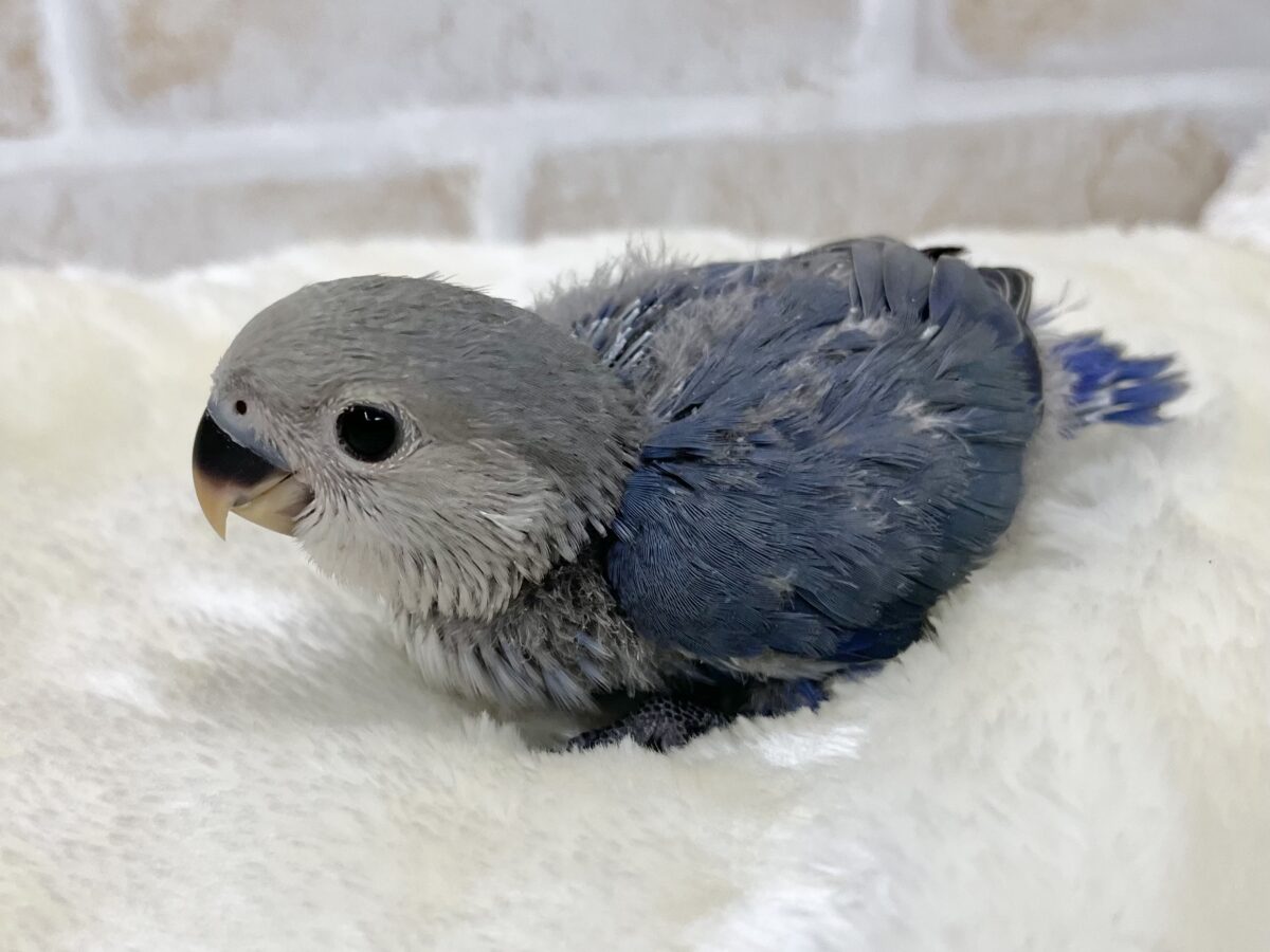 【🆙最新画像あり‼️】アイドルフェイス😍💕 コザクラインコ(バイオレット) コザクラインコ(小桜インコ)